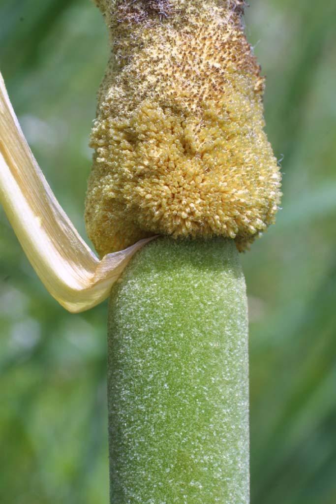 Photo of Cattail (Typha latifolia) uploaded by SongofJoy