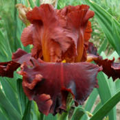 tall bearded iris ' Valentino'