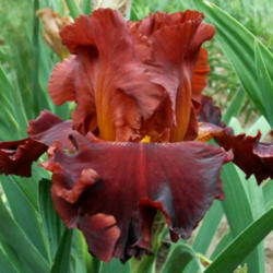Location: Indiana
Date: 2013 spring
tall bearded iris ' Valentino'