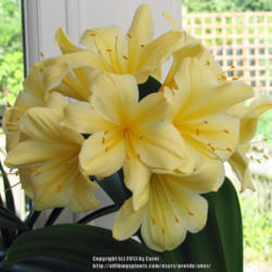 Location: In a conservatory, Lincolnshire, UK 
Date: 2012-05-16
This Clivia Miniata is home grown from seed and is a cross of two