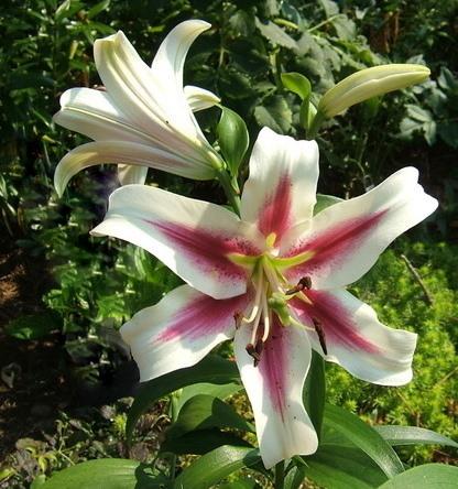 Photo of Lily (Lilium 'Altari') uploaded by pirl