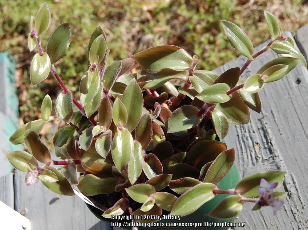 Photo of Inch Plant (Tradescantia cerinthoides) uploaded by purpleinopp