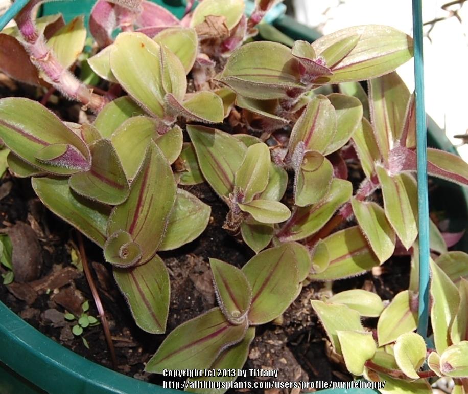 Photo of Inch Plant (Tradescantia cerinthoides) uploaded by purpleinopp