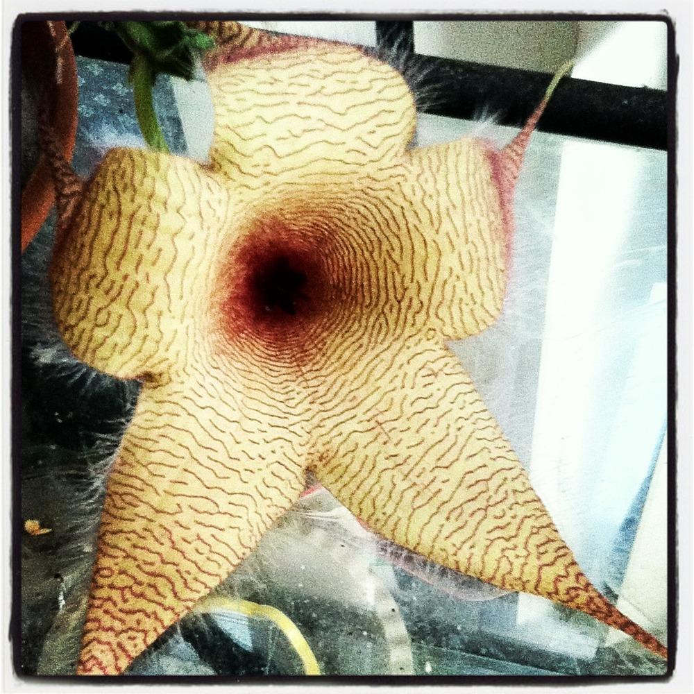 Photo of Starfish Plant (Ceropegia gigantea) uploaded by Gothicgardener
