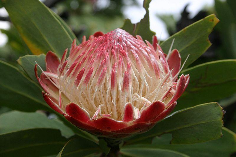 Photo of Protea caffra uploaded by SongofJoy