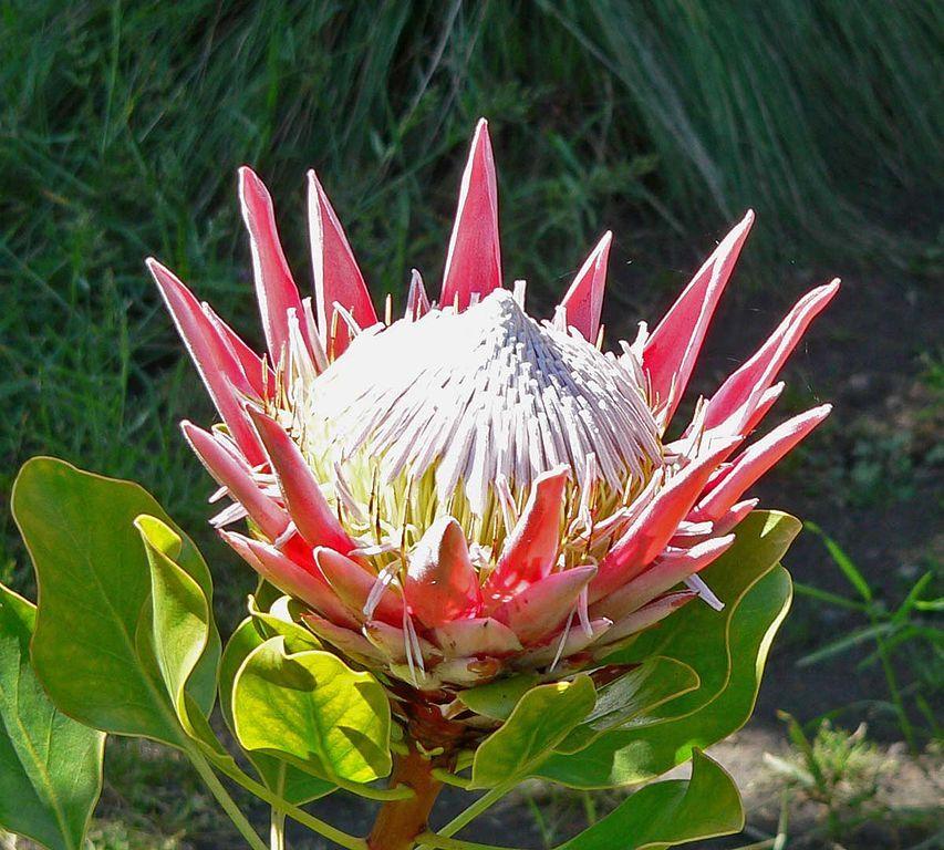 Photo of King Protea (Protea cynaroides) uploaded by SongofJoy