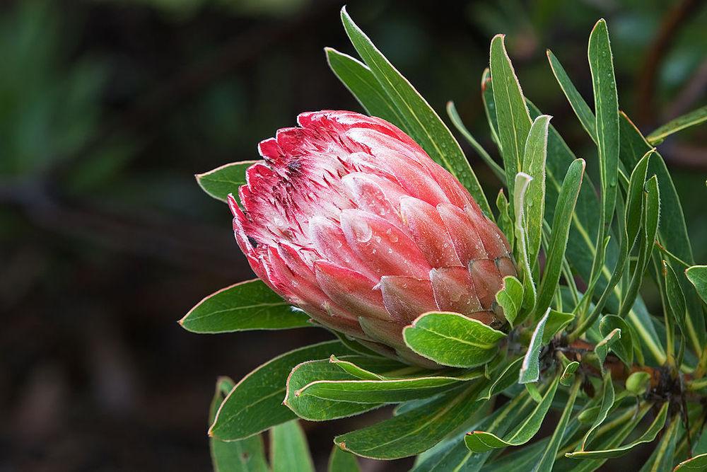 Photo of Protea 'Pink Ice' uploaded by SongofJoy