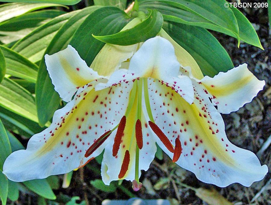 Photo of Lily (Lilium auratum var. platyphyllum) uploaded by TBGDN