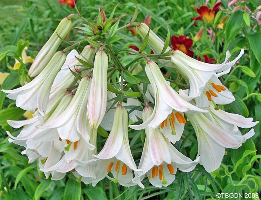 Photo of Regal Lily (Lilium regale) uploaded by TBGDN