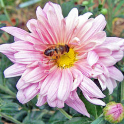 Location: My Gardens
Date: October 3, 2007
Close Up View #Pollination #Bees