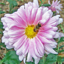 Location: My Gardens
Date: October 3, 2007
Close Up View #Pollination #Bees