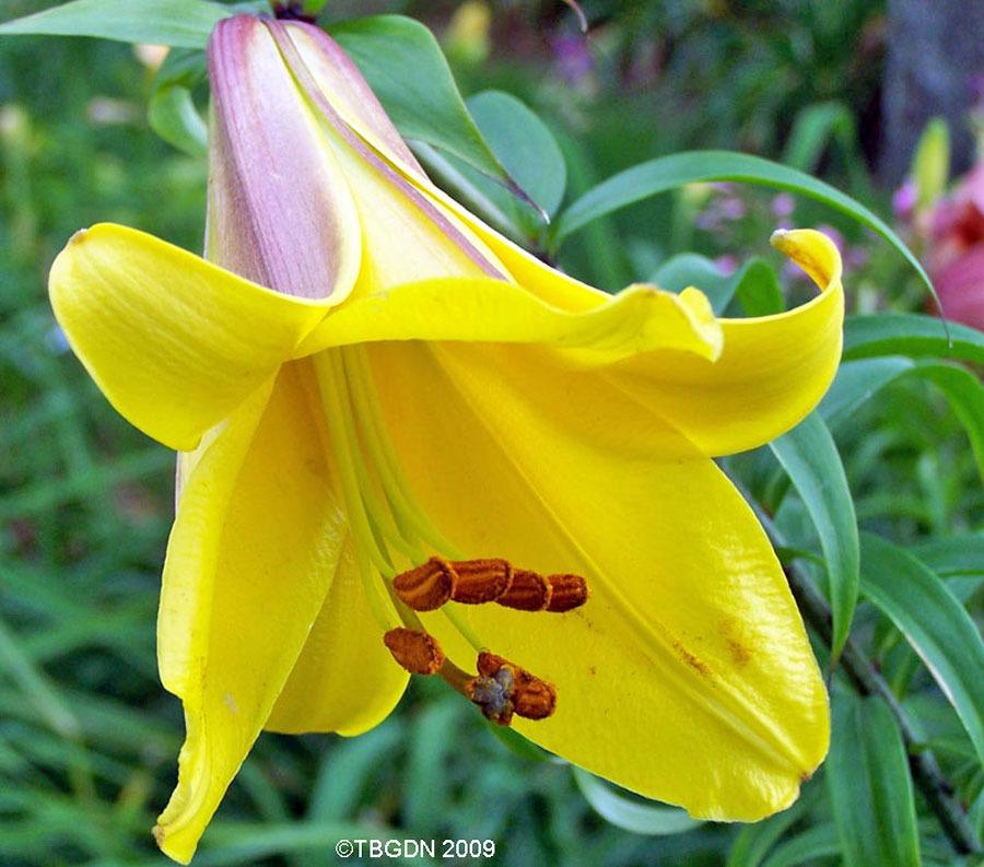 Photo of Lily (Lilium Golden Splendor) uploaded by TBGDN