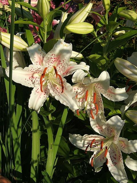 Photo of Oriental Lily (Lilium 'Muscadet') uploaded by pirl