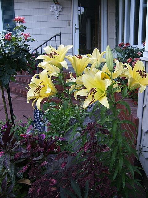 Photo of Lily (Lilium 'Yelloween') uploaded by pirl