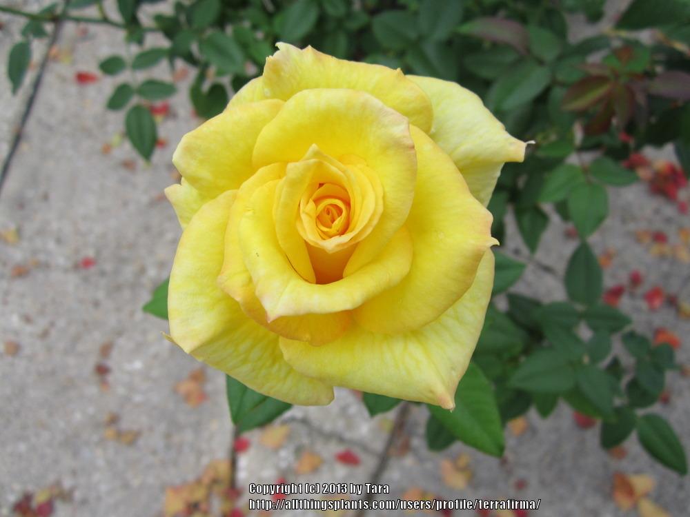 Photo of Roses (Rosa) uploaded by terrafirma