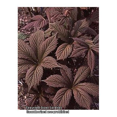Photo of Featherleaf Rodgersia (Rodgersia pinnata 'Chocolate Wings') uploaded by vic