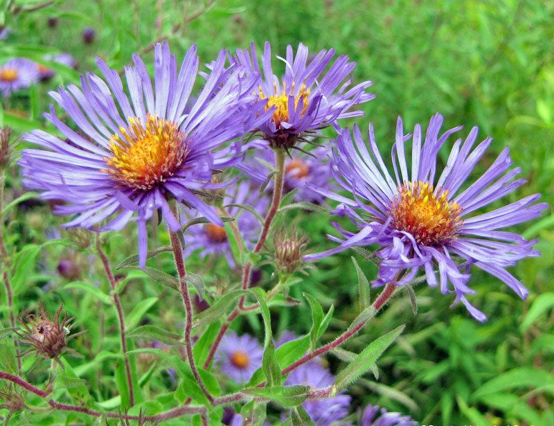 Photo of New England Aster (Symphyotrichum novae-angliae) uploaded by TBGDN