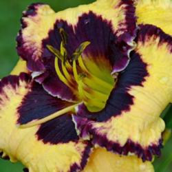 Location: Indiana
Date: JULY 2013
Daylily 'Special Candy'