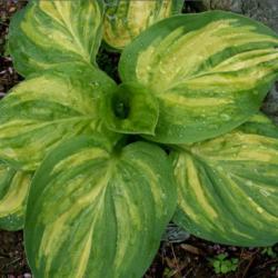 Location: Indiana
Date: Early summer2012
Hosta 'Seventh Heaven'