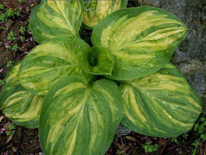Photo of Hosta 'Seventh Heaven' uploaded by diggit