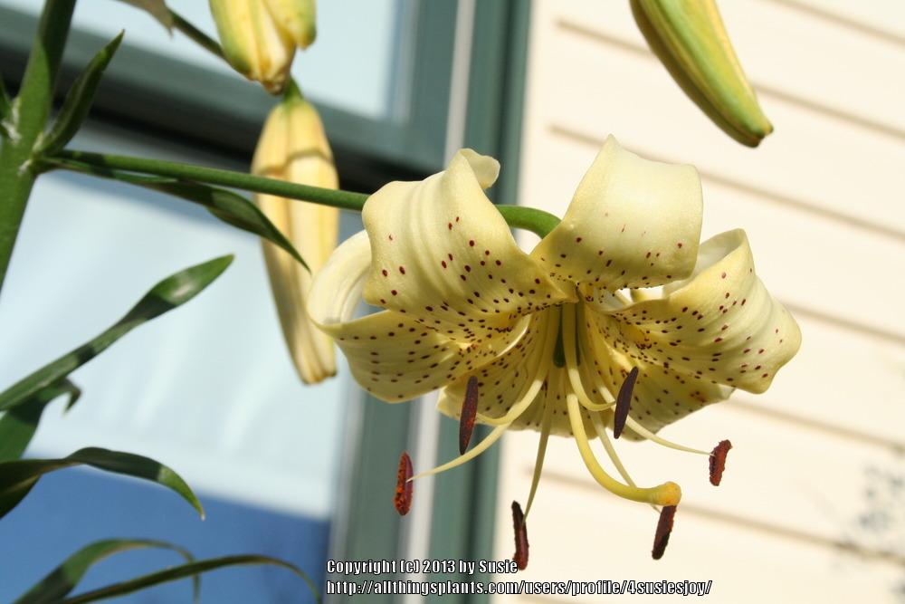 Photo of Lily (Lilium 'George Slate') uploaded by 4susiesjoy
