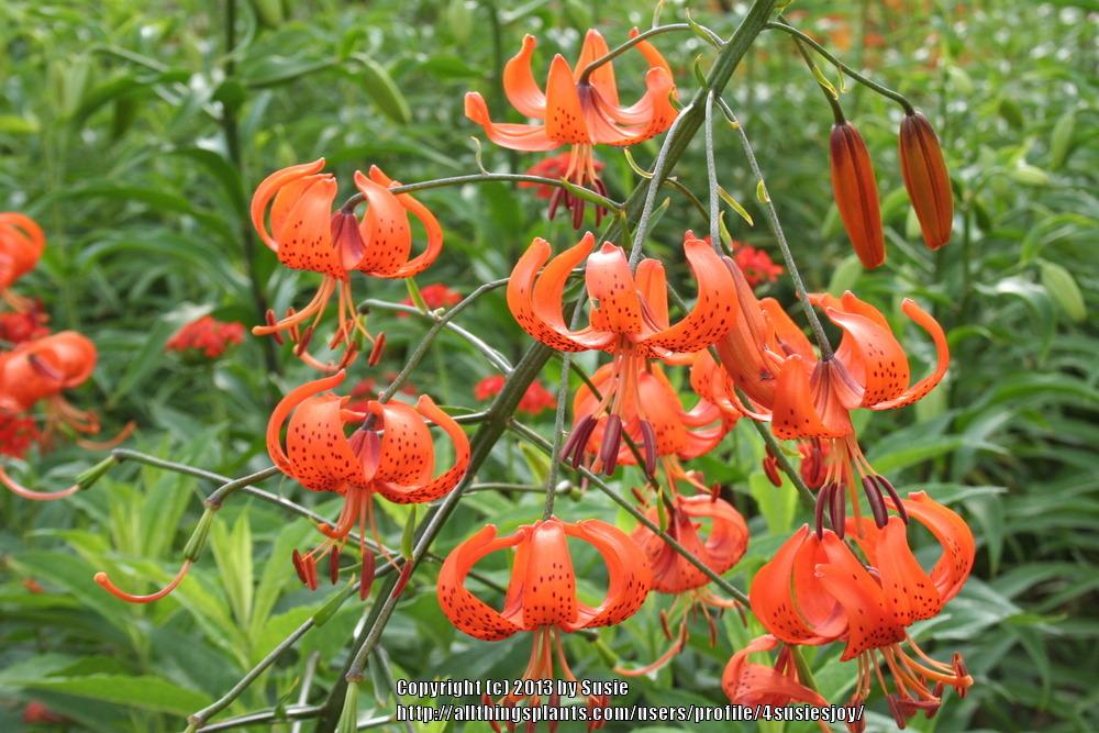 Photo of Lilies (Lilium) uploaded by 4susiesjoy