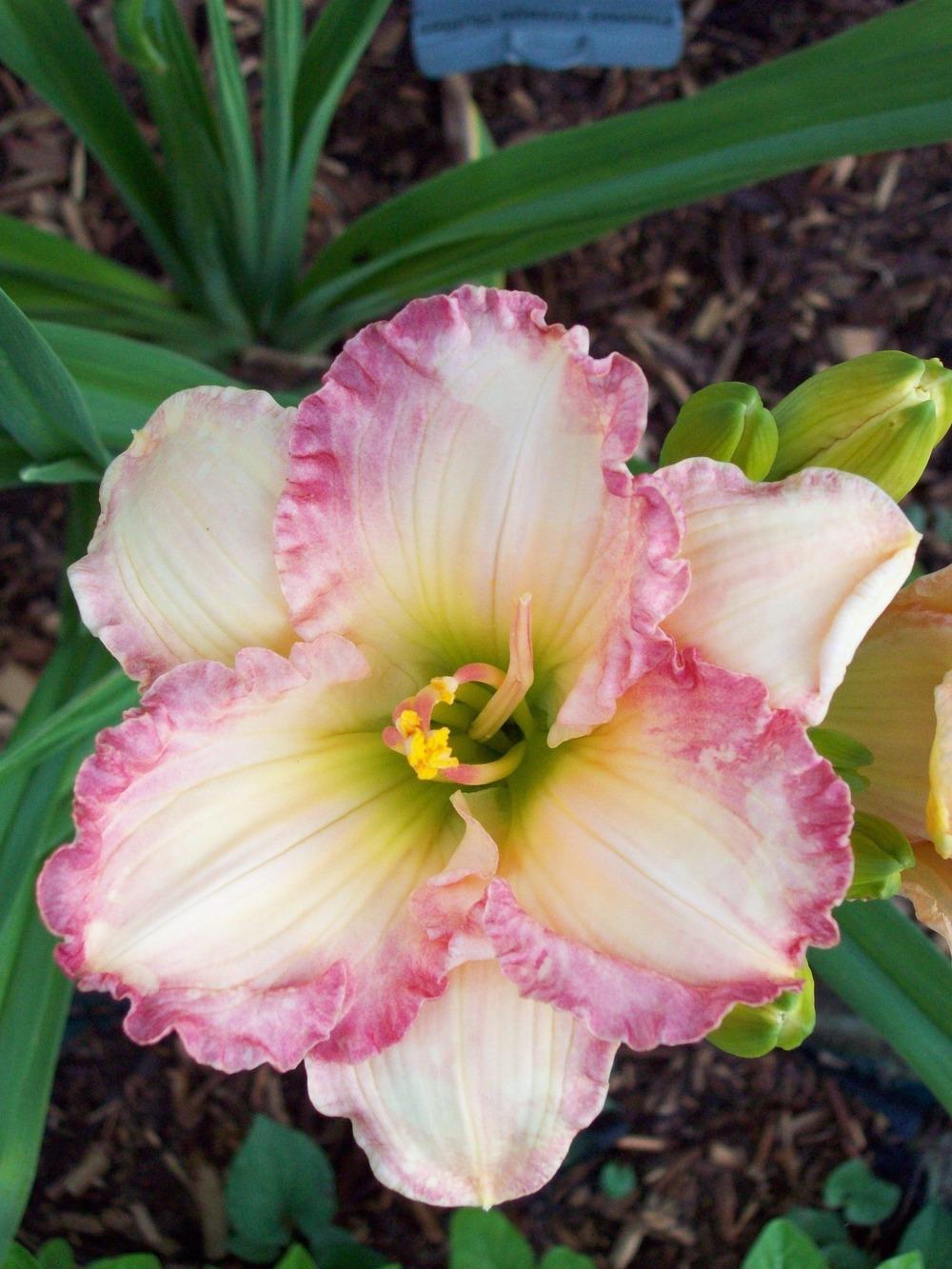 Photo of Daylily (Hemerocallis 'Frosted Vintage Ruffles') uploaded by LilySue