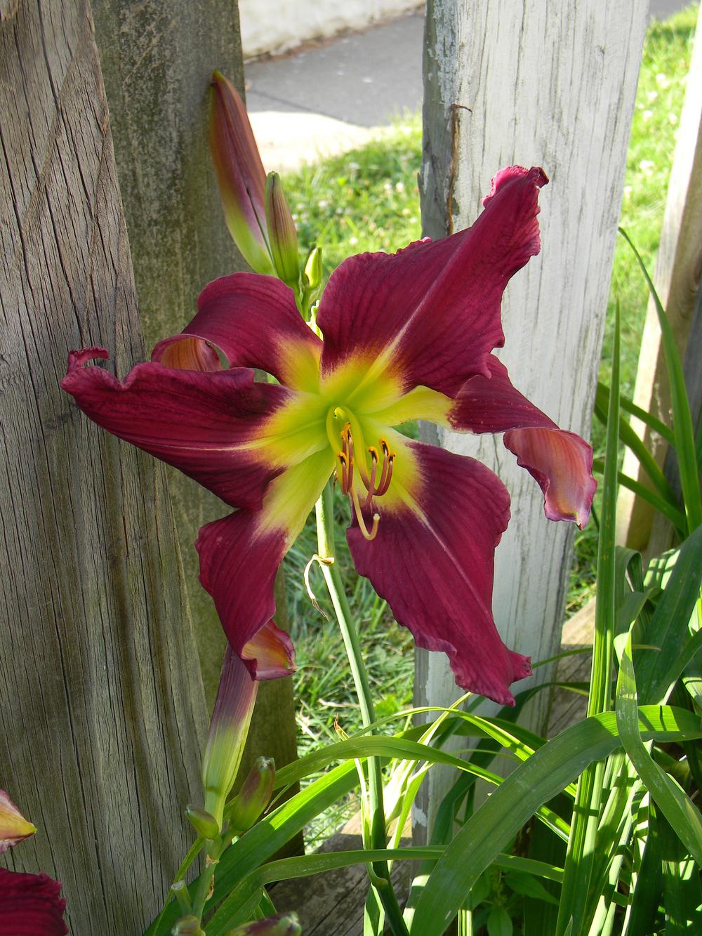 Photo of Daylily (Hemerocallis 'Arms to Heaven') uploaded by LilySue