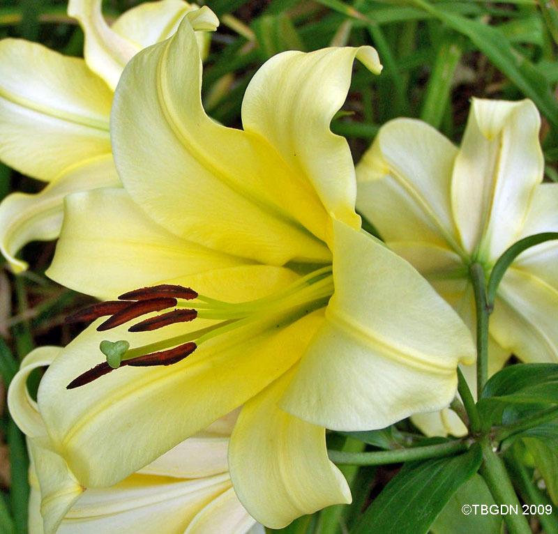 Photo of Lily (Lilium 'Boogie Woogie') uploaded by TBGDN
