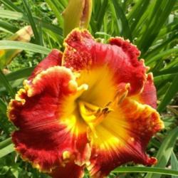 Location: Indiana
Date: July 2013
Daylily 'Madly Red'