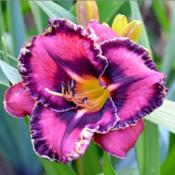 Daylily 'Queen's Circle'
