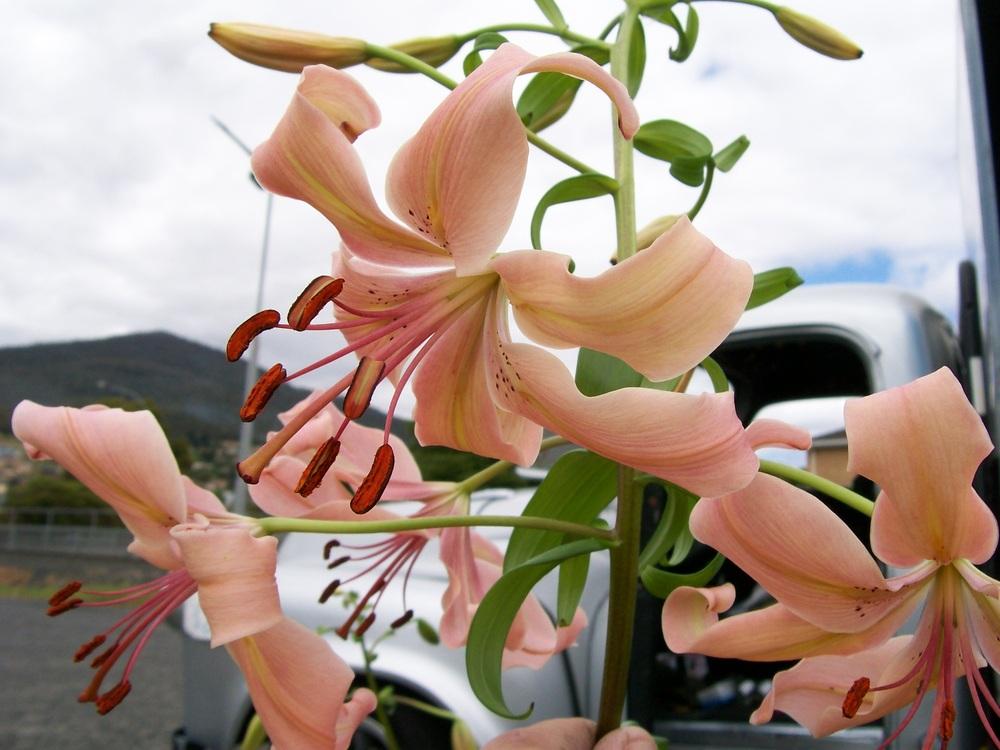 Photo of Lilies (Lilium) uploaded by gwhizz