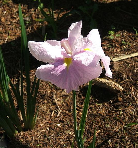 Photo of Japanese Iris (Iris ensata 'Coho') uploaded by pirl
