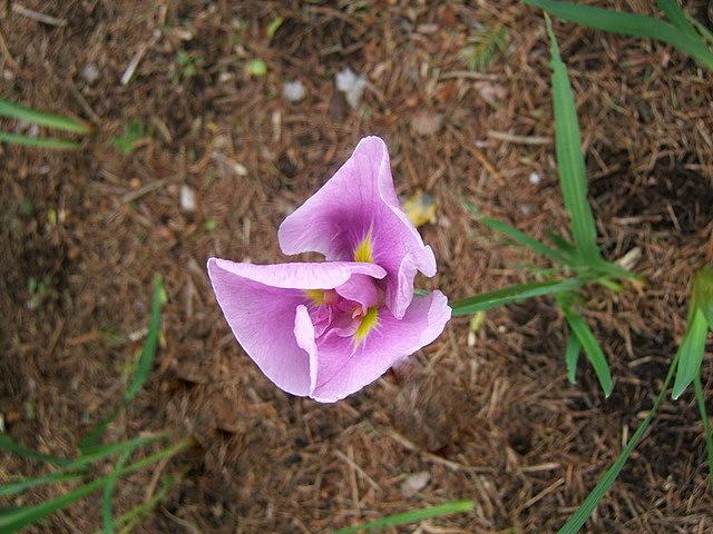Photo of Japanese Iris (Iris ensata 'Coho') uploaded by pirl