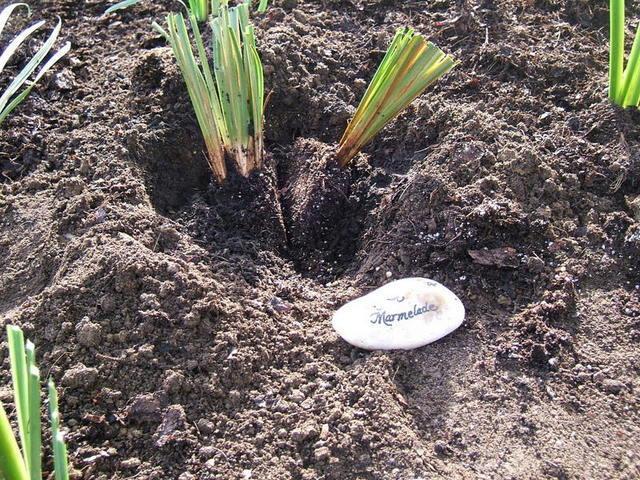 Photo of Japanese Iris (Iris ensata 'Oregon Marmalade') uploaded by pirl