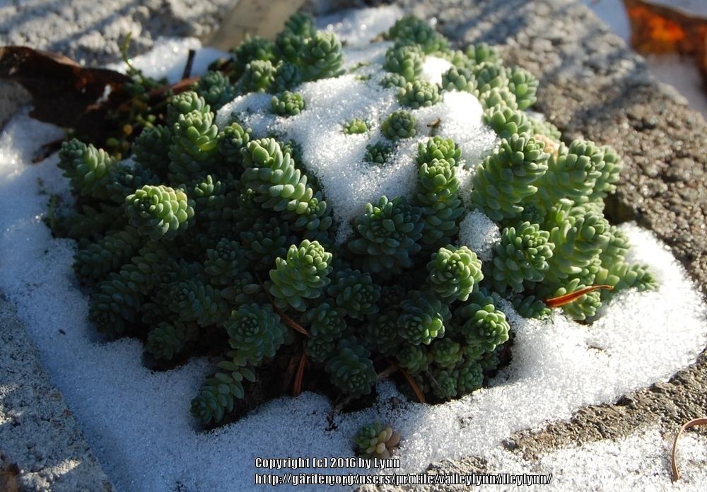 Photo of Corsican Stonecrop (Sedum dasyphyllum 'Major') uploaded by valleylynn