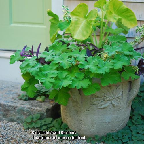 Photo of Peppermint-Scented Geranium (Pelargonium tomentosum) uploaded by vic