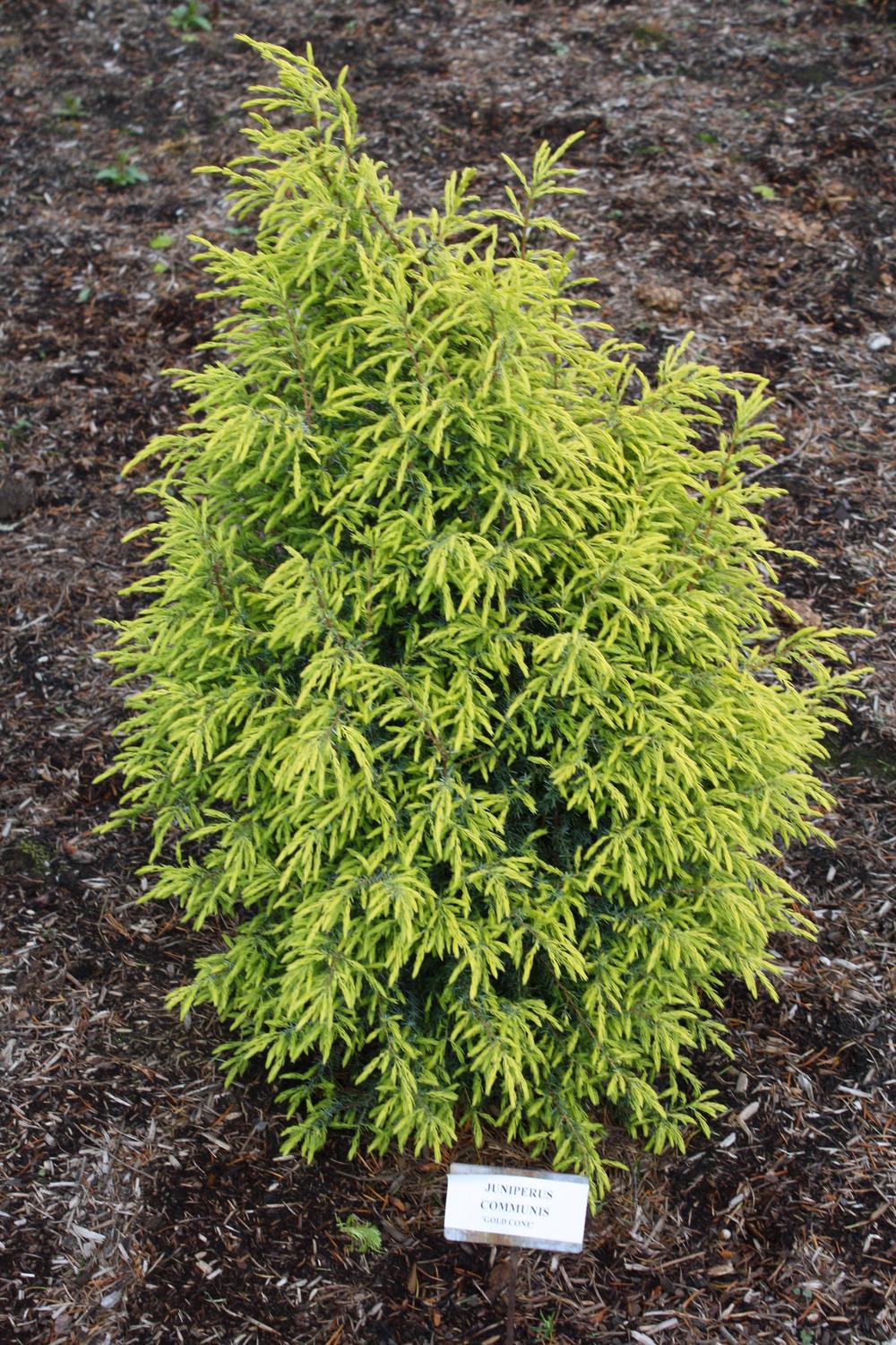 Photo of Juniper (Juniperus communis 'Gold Cone') uploaded by ARUBA1334