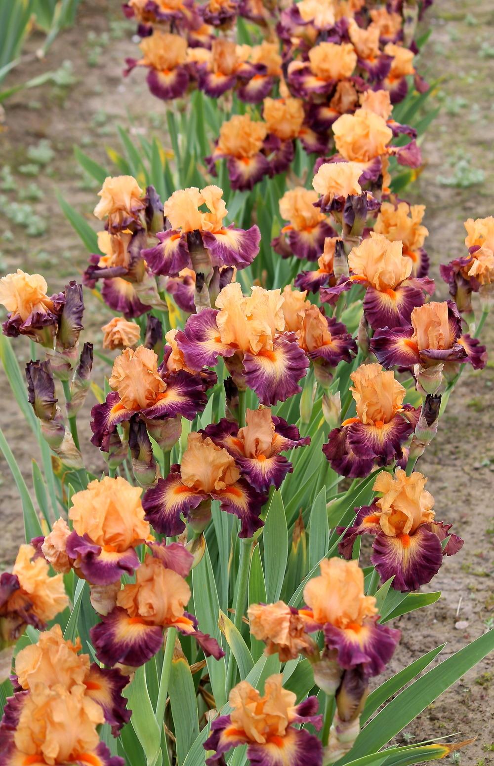Photo of Tall Bearded Iris (Iris 'Brazilian Art') uploaded by ARUBA1334