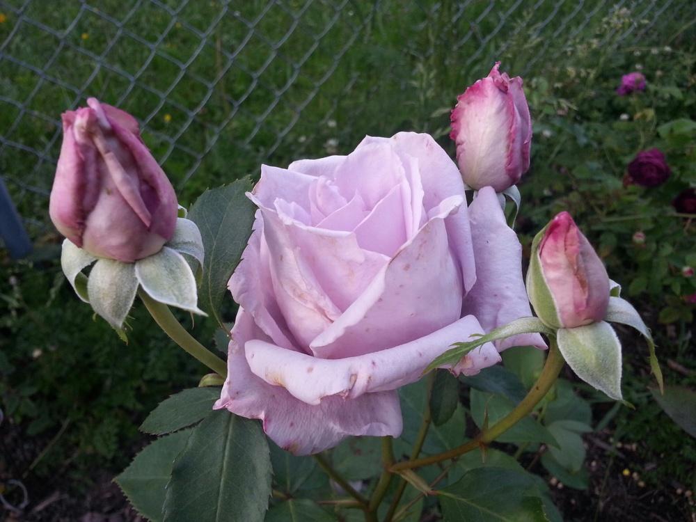 Photo of Rose (Rosa 'Koelner Karneval') uploaded by TammyB