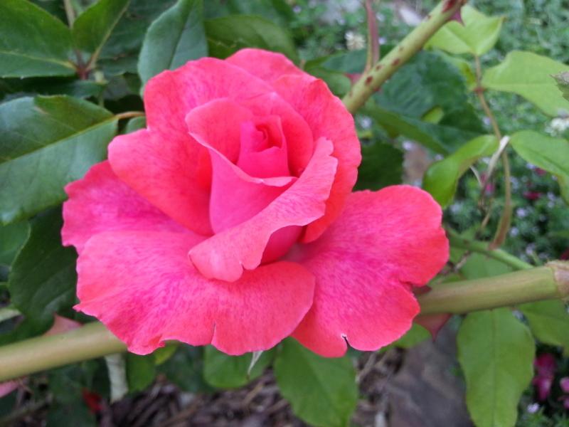 Photo of Rose (Rosa 'Cinnamon Dolce') uploaded by TammyB