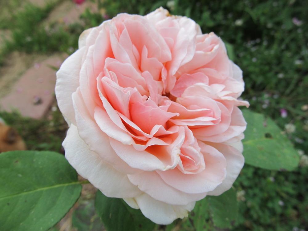 Photo of Rose (Rosa 'Antico Amore') uploaded by TammyB