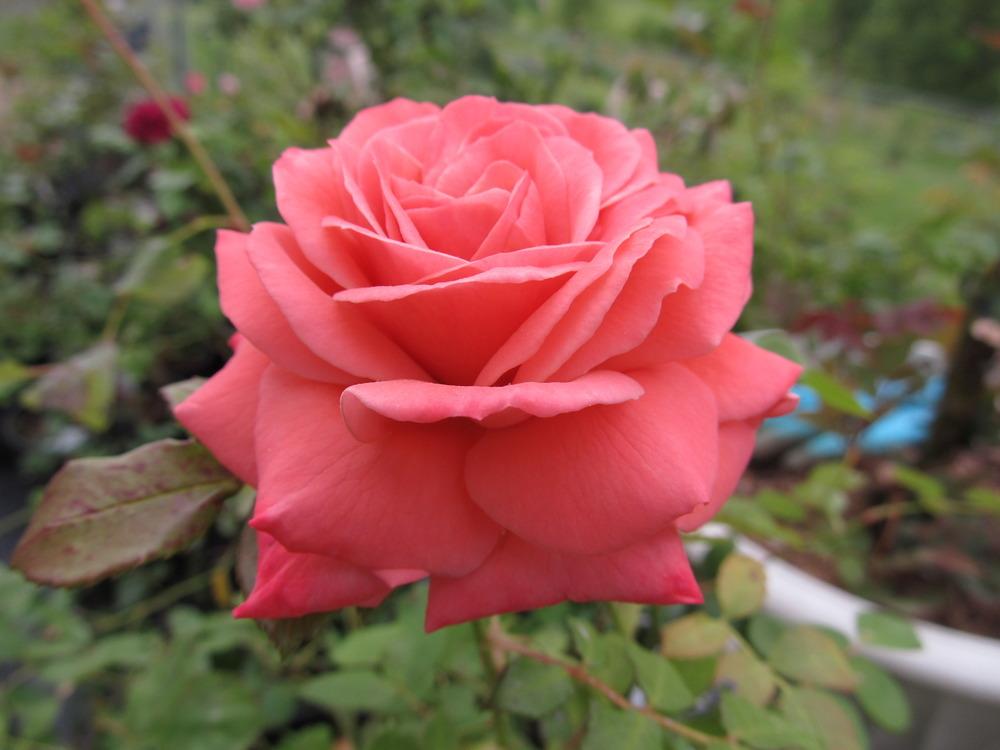 Photo of Rose (Rosa 'Chic') uploaded by TammyB