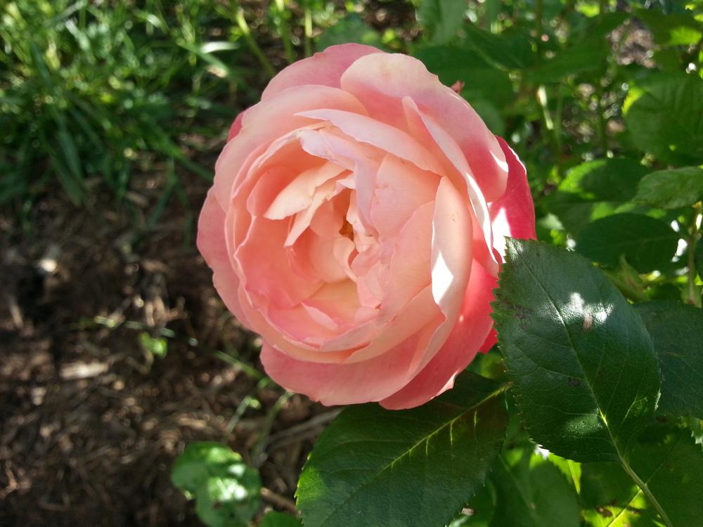 Photo of Rose (Rosa 'Acropolis') uploaded by TammyB
