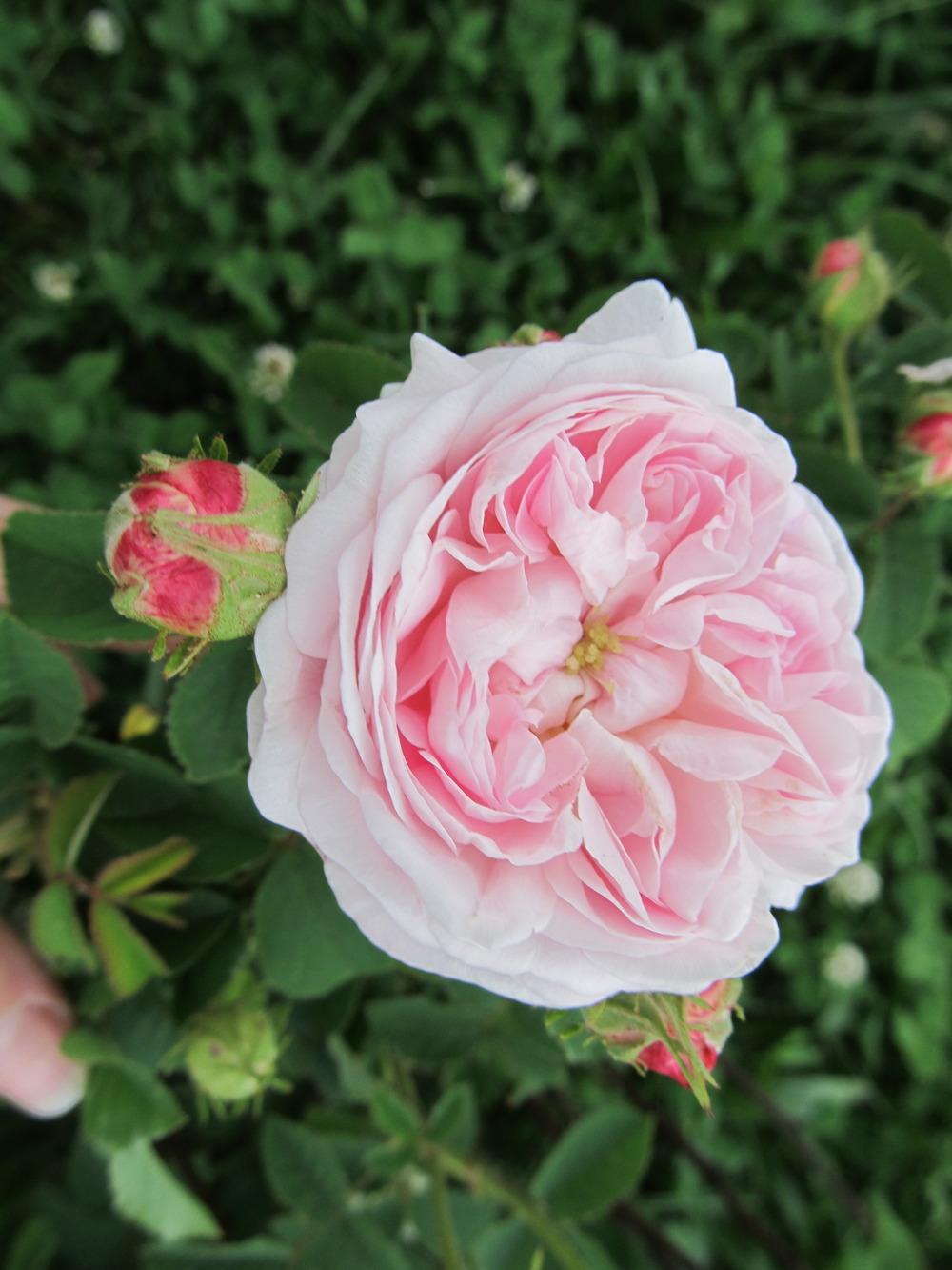 Photo of Rose (Rosa 'Belle Isis') uploaded by TammyB