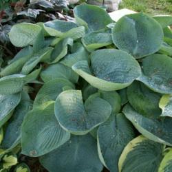 Location: Indiana
Date: May 2012
Hosta 'Abiqua Drinking Gourd'