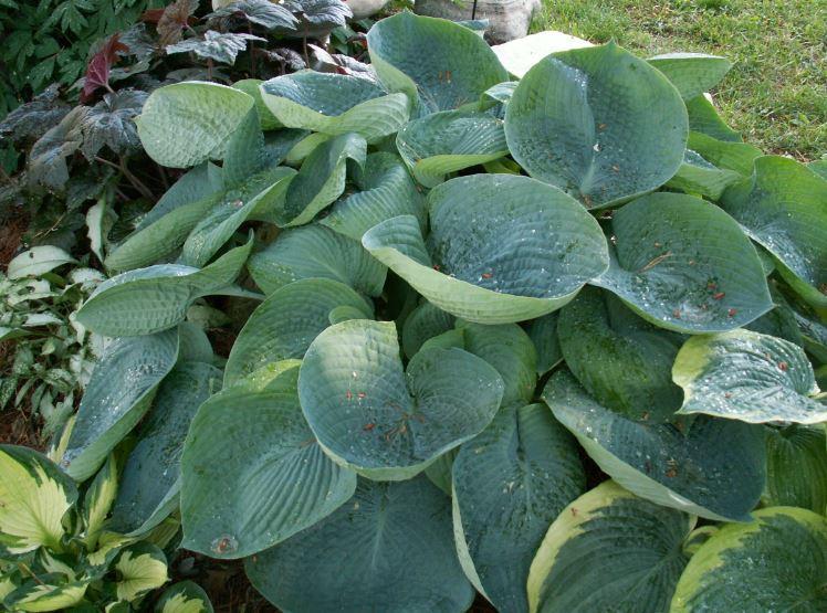 Photo of Hosta 'Abiqua Drinking Gourd' uploaded by diggit