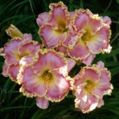 Daylily 'Shores of Time'