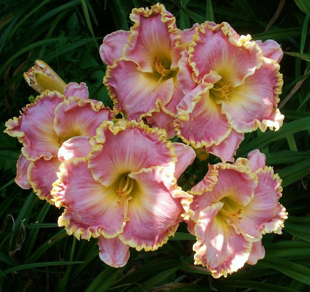Photo of Daylily (Hemerocallis 'Shores of Time') uploaded by diggit