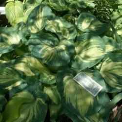 Location: Indiana
Date: May 2012
Hosta 'Golden Meadows'